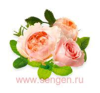 Молочко для тела KOSE Precious Garden Body Milk Romantic Rose, питательное и увлажняющее, на основе растительных масел и экстрактов, с нежным ароматом розы, 200г.
