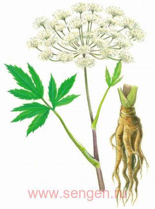 Зубная паста SUNSTAR Salt Toothpaste, с лечебной солью, витамином Е и экстрактом дудника, с ароматом мяты и трав, 85г.